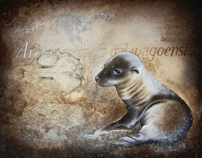 Otarie des Galapagos, SYL