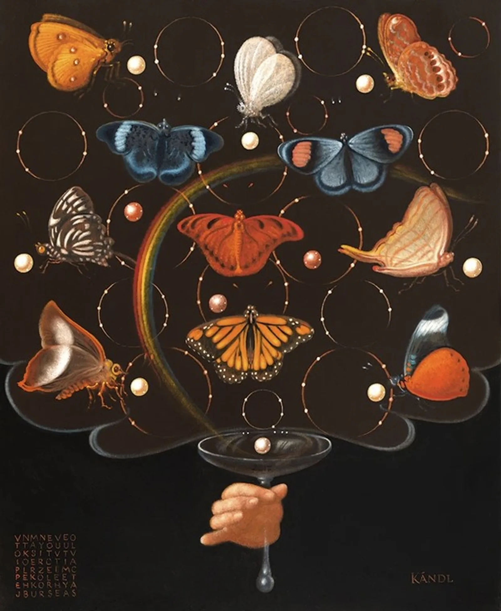 Le bouquet papillon, Lukas Kandl