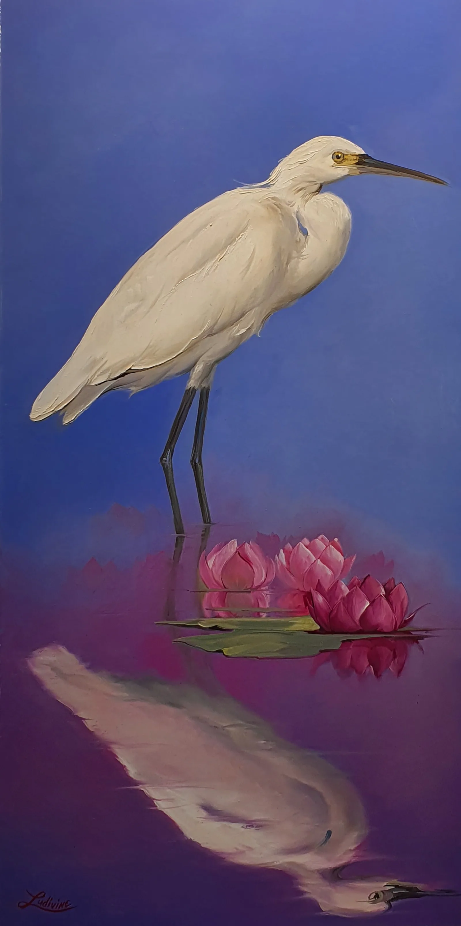 Aigrette Garzette, LUDIVINE